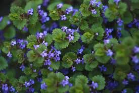 This aggressive weed likes moist, shaded areas, but it also grows in sun and will spread into turf and planting beds. How To Kill Ground Ivy 5 Effective Tips Pepper S Home Garden