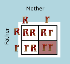 The hair color gene mc1r has at least seven variants in europe, giving the continent a. Redheads The Genetics Of Hair Color Owlcation