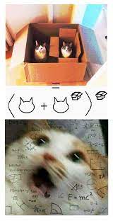 Cat Maths Meme Guy