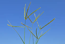 Image result for Eleusine