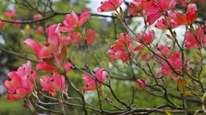 Schnittgut Alles Aus Dem Garten Br Fernsehen Fernsehen Br De