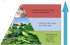Hem Etcil Hem Otcul Hayvanlar Hangileridir E Okul Meb