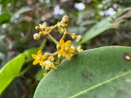 Image result for Secamone