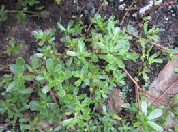 Heat olive oil over medium heat in a skillet. Purslane Health Benefits And Recipes What Is Purslane The Old Farmer S Almanac