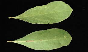 Image result for Gymnosporia senegalensis