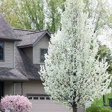 Check spelling or type a new query. Cleveland Flowering Pear Buy At Nature Hills Nursery Flowering Pear Tree Flowering Trees Bradford Pear Tree