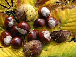 Der biergarten mit großem selbstbedienungsbereich ist klassisch bayerisch. Kinder Konnen Wieder Eicheln Und Kastanien Sammeln