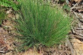 Image result for Agrostis products