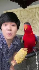 Godek-godek Ajieb Bareng Burung Nuri: Terbang Tinggi!