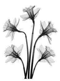 Martin Gallery Don Dudenbostel Daffodils Daffodil Tattoo Xray Flower Xray Art