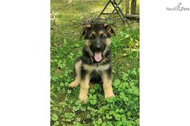 We will start accepting deposits when they are 5 weeks old. Brutus German Shepherd Puppy For Sale Near Owensboro Kentucky 405ec699 0c21 German Shepherd For Sale German Shepherd German Shepherd Puppies