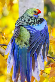 Crimson Rosella Wodonga Victoria Australian Native Birds Australian Birds Bird Photo