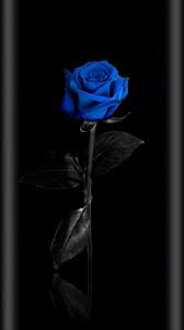 Gothic Black And Blue Roses Pin By Melissa Tobias On Edge Effect Blue Roses Wallpaper Flower Phone Wallpaper Rose Wallpaper