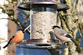 Dompfaff, gimpel, blutfink, gimpelfrom the english bullfinch nmnomen, männlich, maskulinum: Gimpel Dompfaff Brut Nahrung Verbreitung Bilder Fotos Im Internet