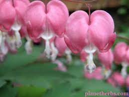 Bleeding Heart Flower Essences Bleeding Heart Flowers