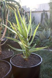 Image result for Aloe dawei