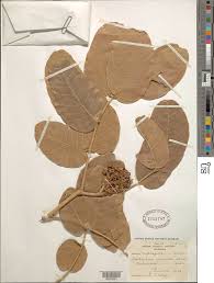 Image result for Isoberlinia tomentosa