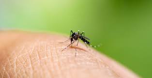 Common symptoms of zika include: Zika Disease Prevention And Control San Francisco Department Of Public Health