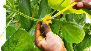 Image result for male flowers cucumber