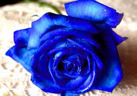 Este significado hace una opción de regalo ideal para alguien que empieza una nueva relación. Significado De Las Flores Azules