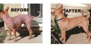 Home Remedies For Dog S Mange Desitin Diaper Rash Ointment Seems To Work Http Hubpages Com Animals Home Remedi Dog Training Near Me Dog Insurance Dog Mange