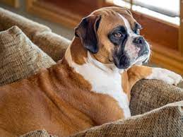 Life Span Of Boxer Dogs Cuteness