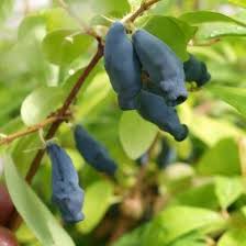 Lonicera Kamtschatica Eisbar Baie De Mai Arbuste Fruitier Arbuste Fleurir