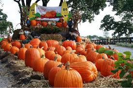 Pick Your Pumpkin Patch