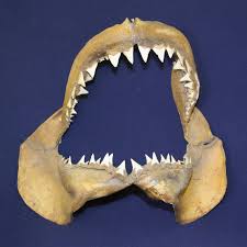 This helps the shark tear into its prey. Mediterranean Great White Sharks Found To Have 3 2 Million Year Old Origins