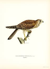 Birds Of Eastern Pa Common Kestrel Female Falco Tinnunculus Illustrated By The Von Wright Brothers Digitally Enhanced From Our Own 1929 F Vintage Birds Bird Prints Illustration