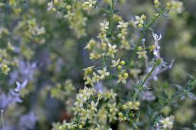 Image result for Galium stenophyllum