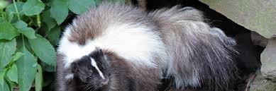 It was the most disgusting thing i've ever smelled! How To Get Skunk Smell Out Of Your House Critter Ridder Austin Tx