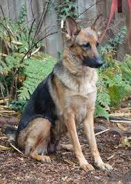 Http Www Washingtongsd Org Adopt Html Adopted Kaylee Washingtongermanshepherdrescue Wgsr Germans German Shepherd German Shepherd Rescue Animals Beautiful
