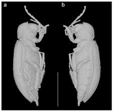 Image result for Ruspolia sp. no. 1 (Biegel 5407)