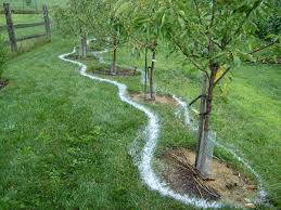 Patterns Of Design In Permaculture Peak Prosperity Fruit Trees Backyard Permaculture Permaculture Gardening