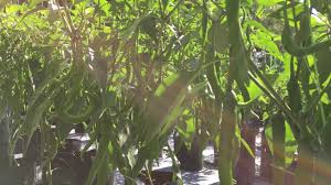 Penanganan tanaman padi terhadap hama dan penyakit. Penanaman Cili Padi Secara Komersial