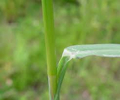 Image result for Echinochloa ugandensis