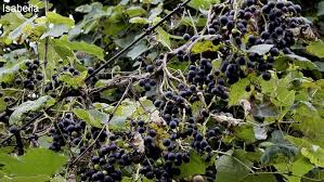 Image result for Vitis