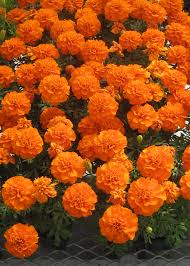 Image result for tagetes)