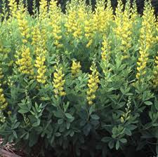 Image result for Baphia speciosa