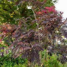 Image result for Albizia tanganyicensis