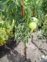 Two years ago, i bought masonry twine that worked well. What Is Garden Twine Used For 7 Awesome Uses And 3 Types Greenupside