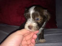 Havanese full grown, havanese puppies for adoption, akc havanese puppies for sale, havanese puppies for sale in california, havanese. View Ad Havanese Puppy For Sale Near Texas Houston Usa Adn 23376
