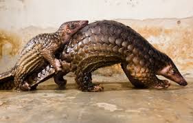 「pangolin」の画像検索結果