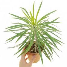 Image result for Kleinia sp.no.1