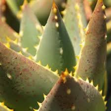 Image result for Aloe nuttii