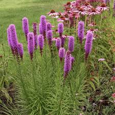 We did not find results for: Buy Liatris Kobold Plants Online Garden Goods Direct