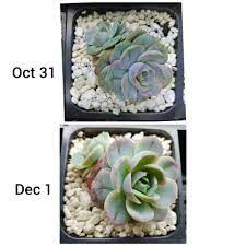Submitted 2 years ago by katya_succulents. Growth Progress On E Elegans Blue Wonder Succulents