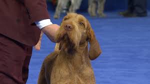 Vizsla puppies for sale texas. Wirehaired Vizsla 2018 National Dog Show Sporting Group Nbc Sports