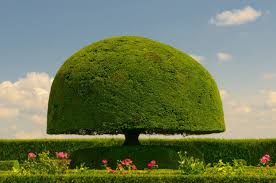 Surely, you need to get the real topiary trees for your fresh and natural garden. 53 Stunning Topiary Trees Gardens Plants And Other Shapes Home Stratosphere